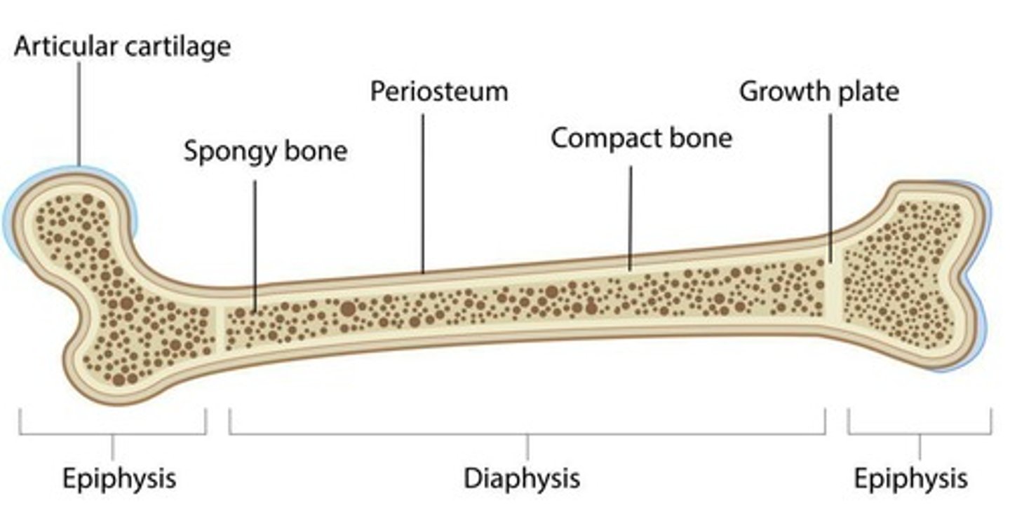 <p>Old bone is constantly being replaced with new bone.</p>