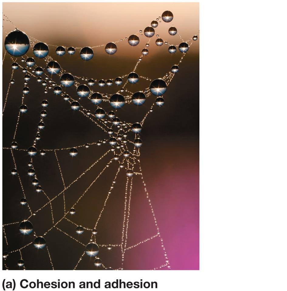 <p>The tendency of water molecules to stick together.</p>