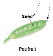 <p>derived from one flower with a single or syncarpous pistil</p>