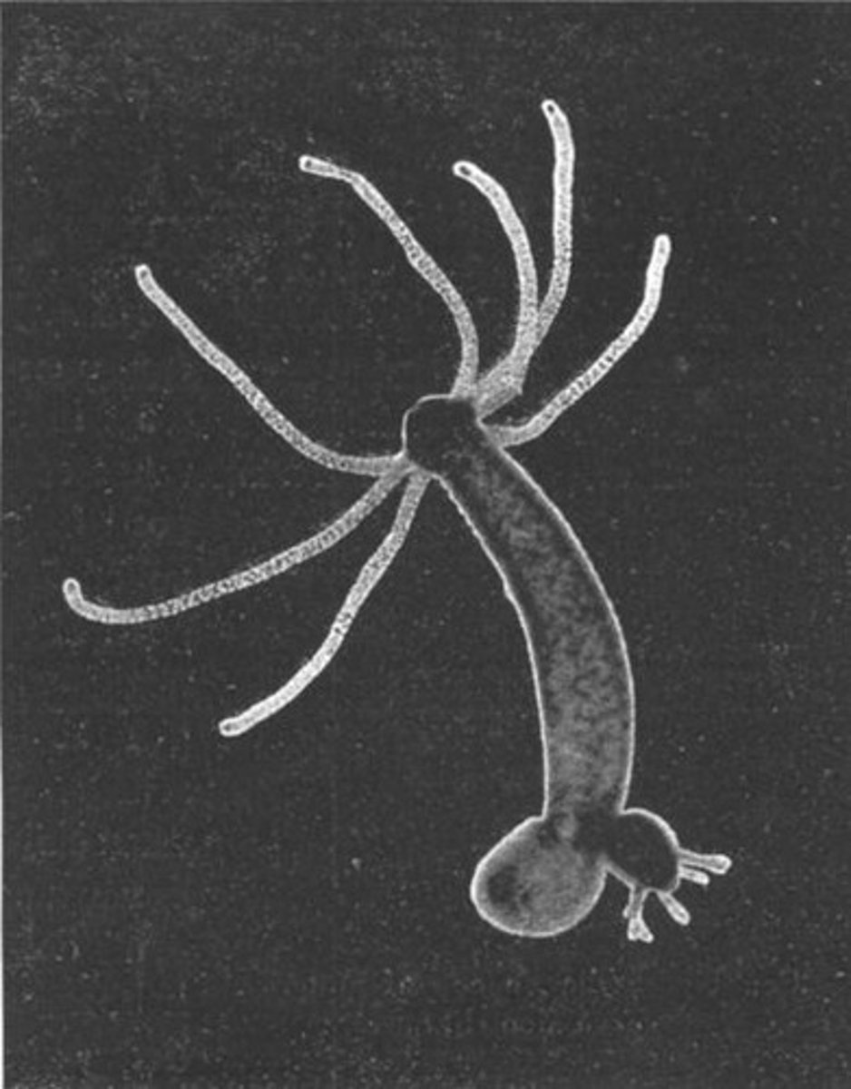<p>hydra and planaria flatworms</p>