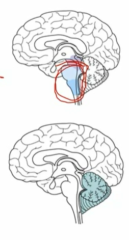 <p>brain stem</p>
