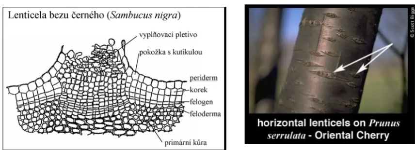 <p>•Drobný bradavičnatý útvar na stonku</p><p>•výměna plynů mezi atmosférou a vnitřními pletivy</p>