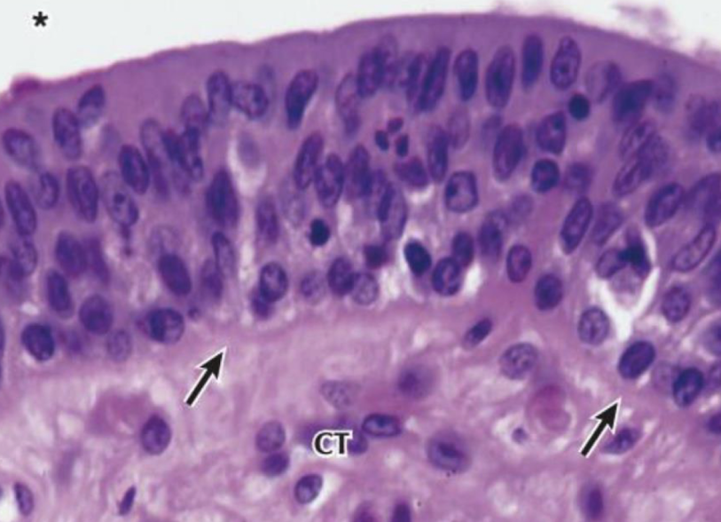 <p>male urethra, pharnyx</p>
