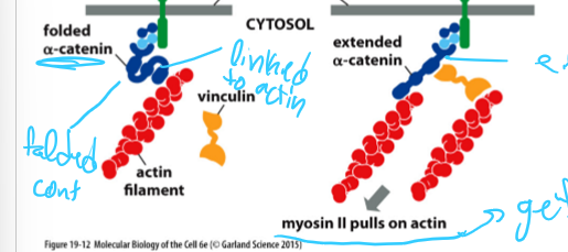 <p>Binds to actin and cadherin, as well as vinculin (which is binded to another actin filament)</p>