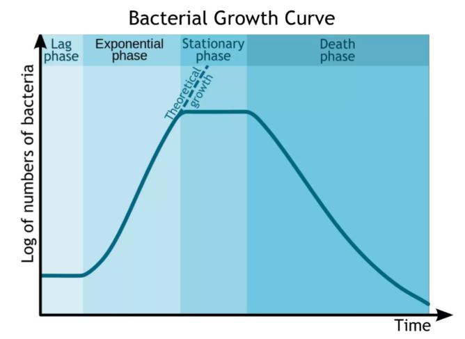 <ul><li><p><span>Growth rate balanced by death (net 0)</span></p></li><li><p><span>Due to depleated essential nurtrients, waste inhibiting growth</span></p></li><li><p><span>Normal cell functions remain</span></p><ul><li><p><span>e.g. energy metabolism, metabolite biosynthesis</span></p></li></ul></li></ul><p></p>