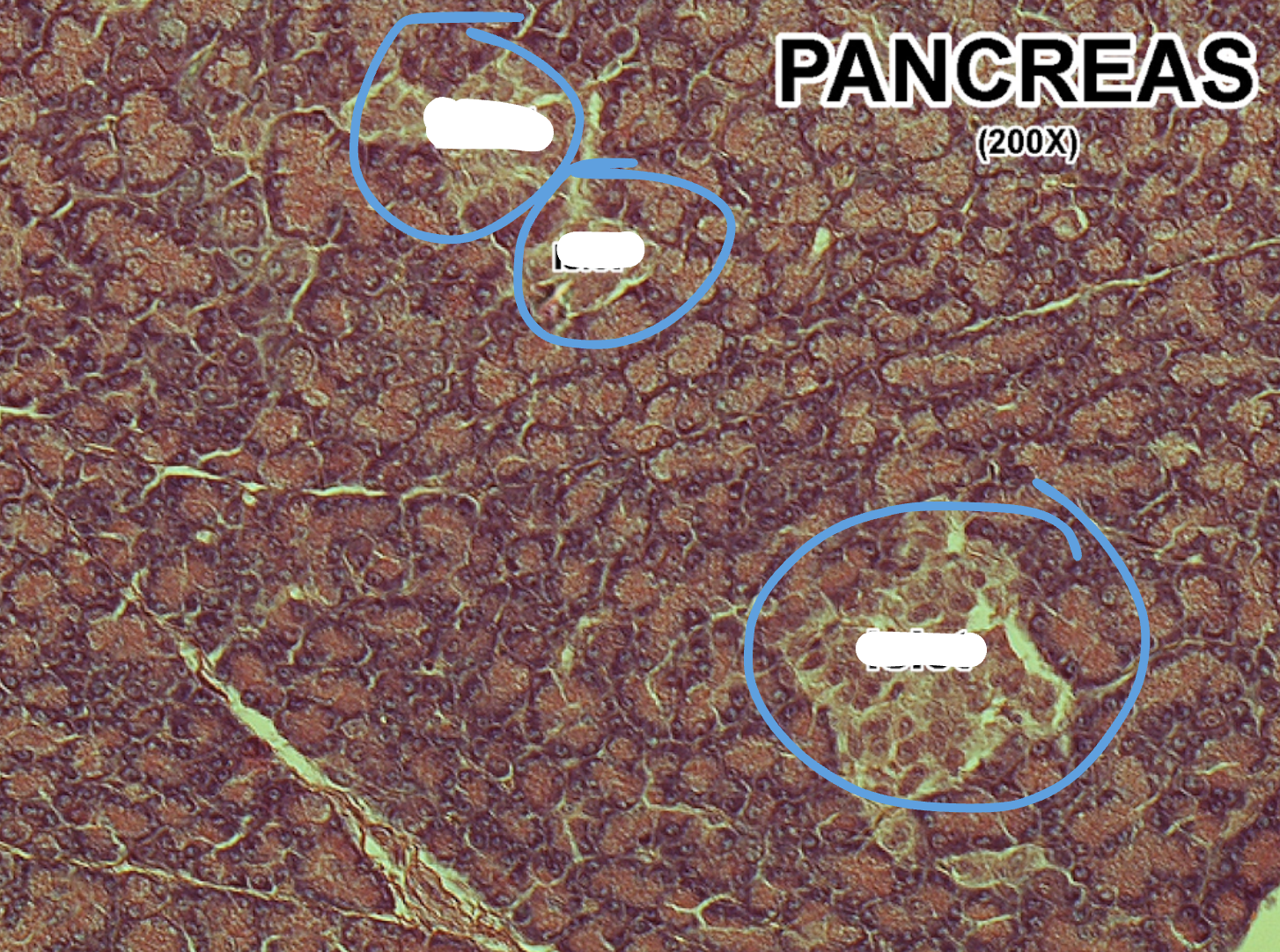 <p>What are the lighter stained structures?</p>