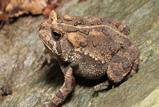 <p>● Similar to American Toad</p><p>● Multiple warts per spot</p><p>● Very few spots on belly</p><p>● Call: Low-pitched nasal waaa</p>