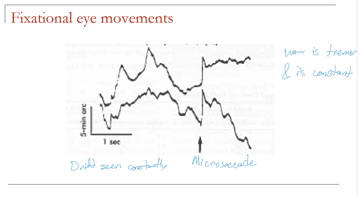 <ul><li><p>Occur 1–2 times per second</p></li><li><p>Mean amplitude: ~5 arcmin</p></li><li><p>Range: 1–25 arcmin</p></li><li><p>Rarely >10 arcmin</p></li><li><p>Usually error-correcting</p></li></ul><p></p>