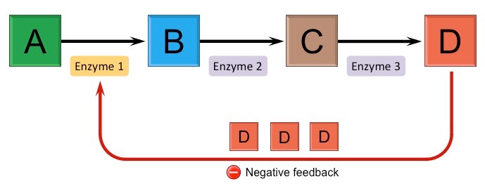 <p>The end product of a biosynthetic pathway or an intermediate of another but related pathway inhibits an earlier enzyme and stops the whole pathway</p>