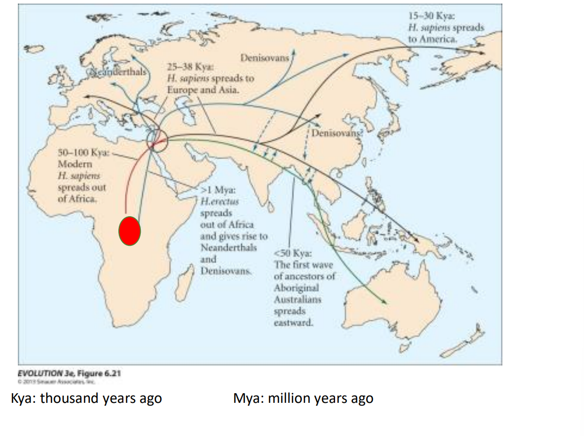 <p>By ~ 0.2 million years ago (200,000 years), anatomically modern humans existed.</p><ul><li><p>Spread of humans from Africa to other parts of the world</p></li></ul><p></p>