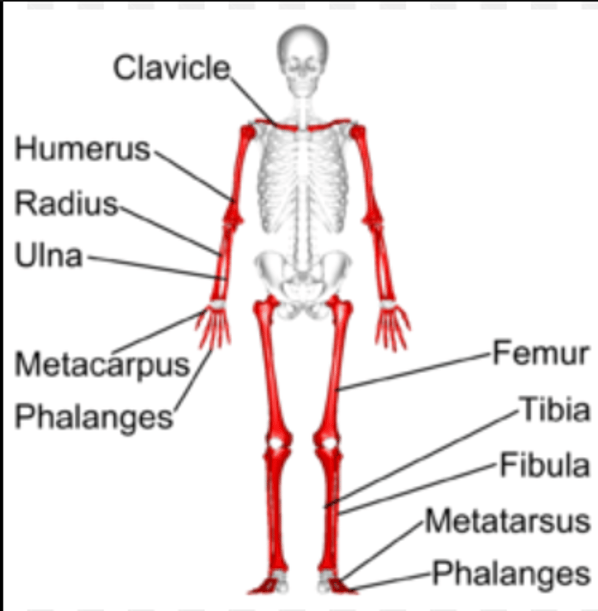 <p>long bones are tubular. ex. humerus in arm.</p>