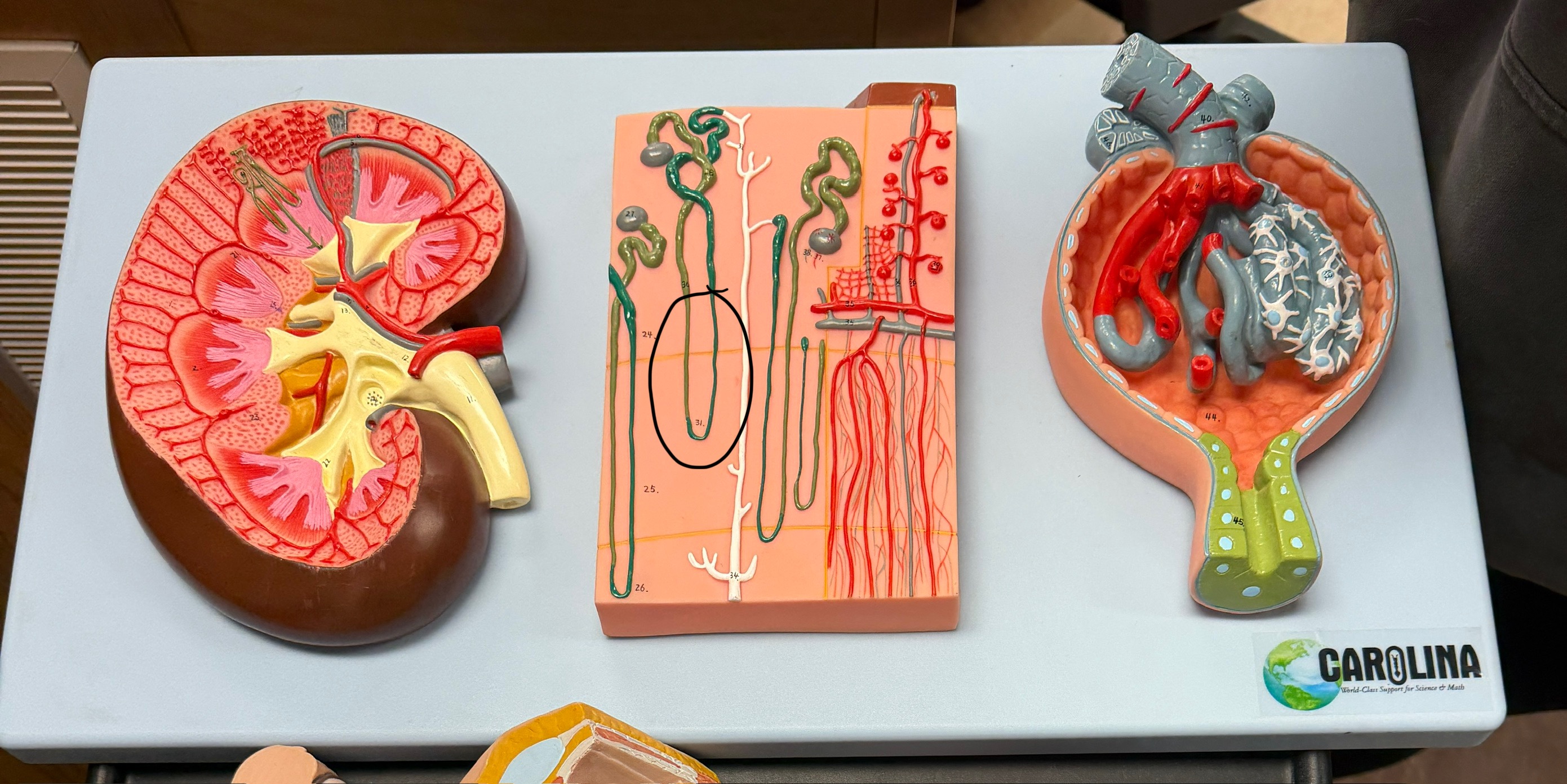 <p>name this structure</p>