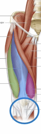 <p>Name green muscle</p>