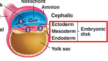 <p>Formed after gastrulation; contains endoderm, mesoderm, and ectoderm</p>