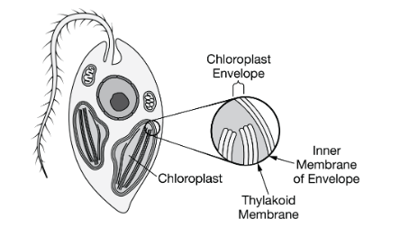 <p>Euglenids are single-cell eukaryotes that live in aquatic environments. The chloroplasts found inside euglenids are enveloped by three membranes, as represented in Figure 1. The inner membrane of euglenid chloroplasts resembles the thylakoid membrane.</p><p>Which of the following claims about the origin of the euglenid chloroplast is best supported by the three-membrane structure of the envelope?</p><p><strong>A) </strong>It originated from the spontaneous assembly of organic molecules into a lipid bilayer inside a free-living prokaryote.</p><p><strong>B) </strong>It originated from the fusion of the plasma membranes of two different free-living photosynthetic prokaryotes.</p><p><strong>C) </strong>It originated from the incorporation of a photosynthetic prokaryote into a eukaryotic cell by a single endosymbiotic event.</p><p><strong>D) </strong>It originated from the incorporation of a photosynthetic prokaryote into a eukaryotic cell by two endosymbiotic events.<br></p>