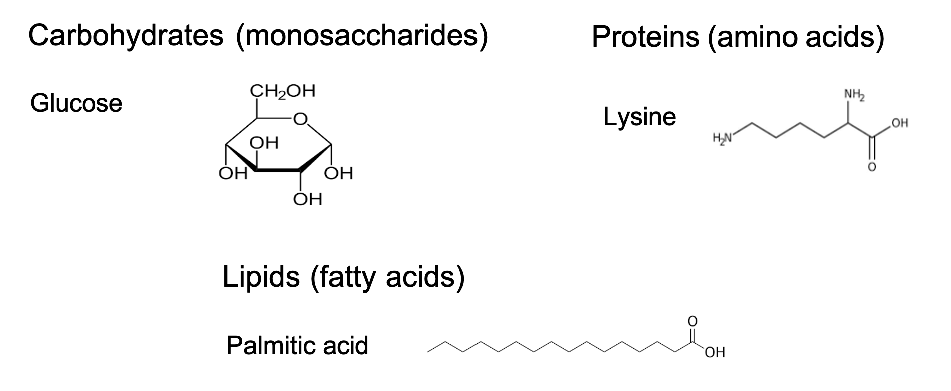 <ul><li><p>carbohydrates (monosaccharides)</p></li><li><p>proteins (amino acids)</p></li><li><p>lipids (fatty acids)</p></li></ul><p></p>