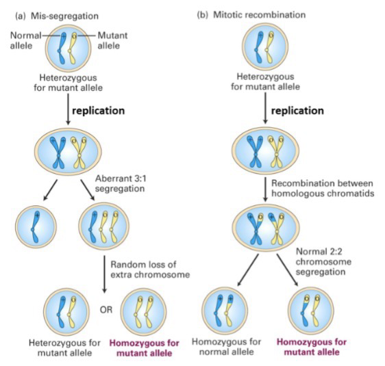<p><strong>Two-Hit Hypothesis</strong>:</p><ul><li><p>Inactivation of a single copy of a<strong> tumor suppressor gene </strong>does NOT result in a loss of growth control;</p></li><li><p><strong>Loss of heterozygosity</strong>: Inactivation of the second gene copy results in loss of control</p></li></ul><p>A defective tumor suppressor gene can be inherited (<strong>first</strong> <strong>hit</strong>): One functional tumor suppressor is sufficient to prevent cancer (This is recessive)</p><p>Defects in <strong>chromosome segregation</strong>, <strong>mitotic recombination</strong>, or a <strong>mutation</strong> result in the loss of the functional allele (<strong>second</strong> <strong>hit</strong>); Common in retinal development</p><p>Check image for</p><p>mis-segregation: Incorrect segregation causes development of mutant cells homozygous for mutant allele</p><p>mitotic recombination: Recombination can occur between chromosomes in replication, which makes getting two mutant alleles in a cell more common</p>