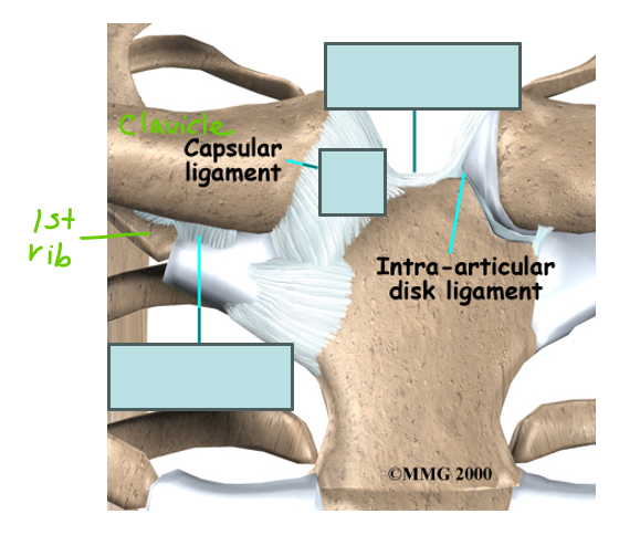 <p><span>3 Sternoclavicular Joint Ligaments</span></p>
