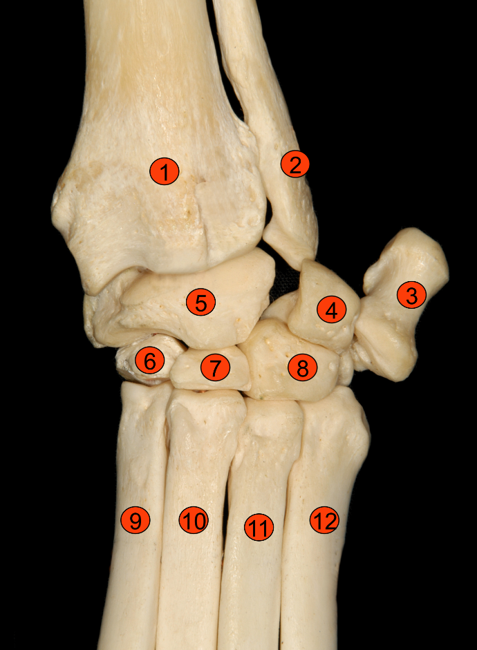 <p>6</p>