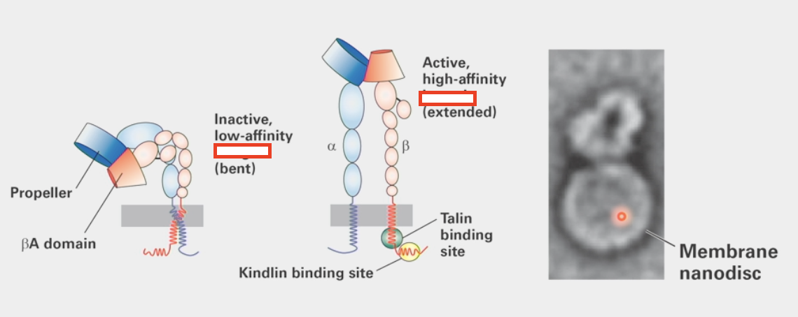 <ul><li><p>cell-matrix adhesion molecules</p></li><li><p><strong>straighten</strong> upon activation</p></li><li><p>cell controls ability of laminin binding to them</p><ul><li><p>Talin signal binds to intracellular domain, Kindlin binds to Talin</p></li><li><p>Activates <strong>extended</strong> conformation change that is able to bind to laminin</p></li></ul></li></ul><p></p>