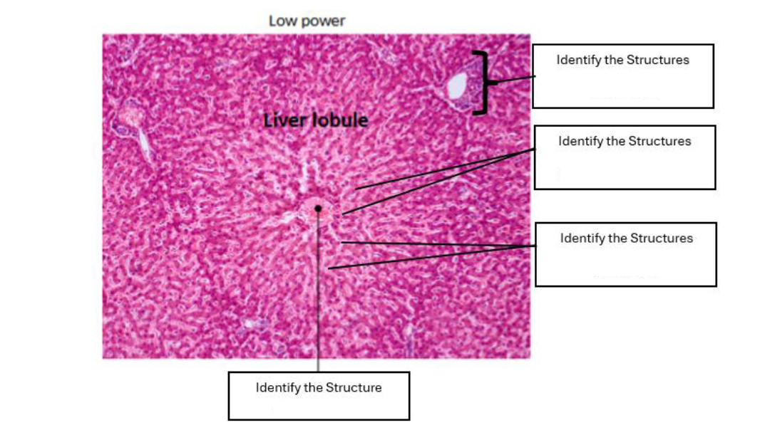 <p>identify the organ </p>