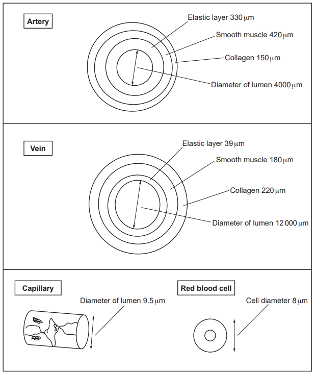 <p>Describe how the structure of each type of blood vessel is adapted to its function (6)</p>