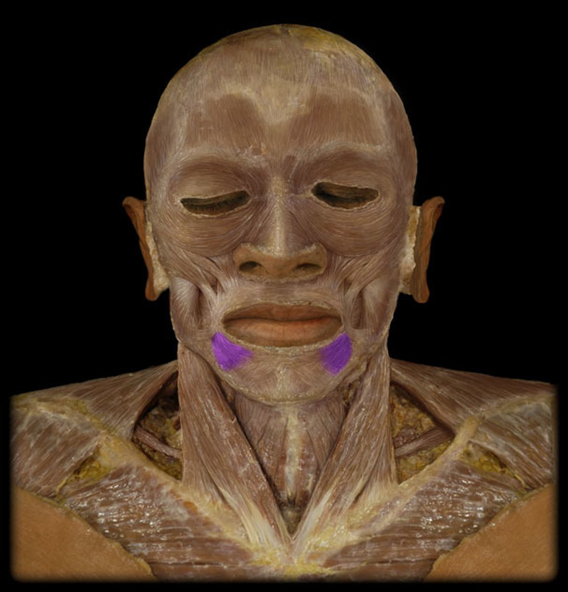 <p>Depresses corner of mouth.</p>