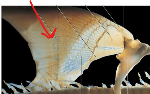 <p>The short, horizontal bar forming the pelvic girdle, located just anterior to the cloaca</p>