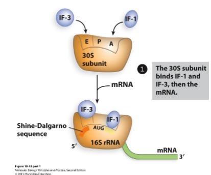 <ul><li><p>30S subunit (small subunit) binds IF-1 and IF-3, then binds the mRNA.</p><ul><li><p>IF-3 and IF-1 force the first tRNA to bind at the P site.</p></li></ul></li><li><p>16S rRNA (apart of 30S subunit) binds to the RBS/SD sequence to position AUG correctly at the P site.</p></li></ul><p></p>