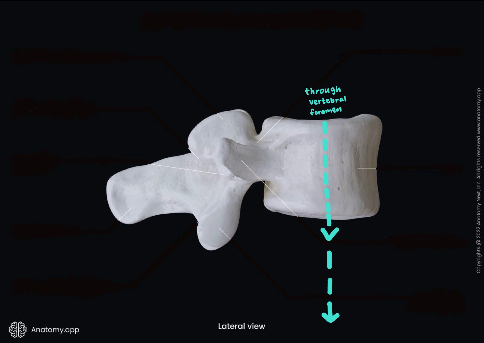 <p>what is the highlighted bony landmark ; composed of several vertebral foramina</p>