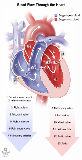 <p>1 - <strong>Deoxygenated </strong>blood enters the heart through the <strong>superior </strong>and <strong>inferior</strong> <strong>vena cava</strong></p><p>2 - Into the <strong>right atrium</strong></p><p>3 - through the <strong>tricuspid valve</strong></p><p>4 - Into the <strong>right ventricle</strong></p><p>5 - Through the <strong>pulmonary valve</strong></p><p>8 - To the <strong>body through the pulmonary arteries</strong></p><p>9 - <strong>Oxygenated </strong>blood <strong>returns </strong>to the heart<strong> through the pulmonary veins</strong></p><p>10 - To the <strong>left atrium</strong></p><p>10- Through the <strong>mitral (bicuspid) valve</strong></p><p>11 - Into the<strong> left ventricle</strong></p><p>12- Through the <strong>aortic valve</strong></p><p>13 - To the<strong> body through the aorta </strong></p>