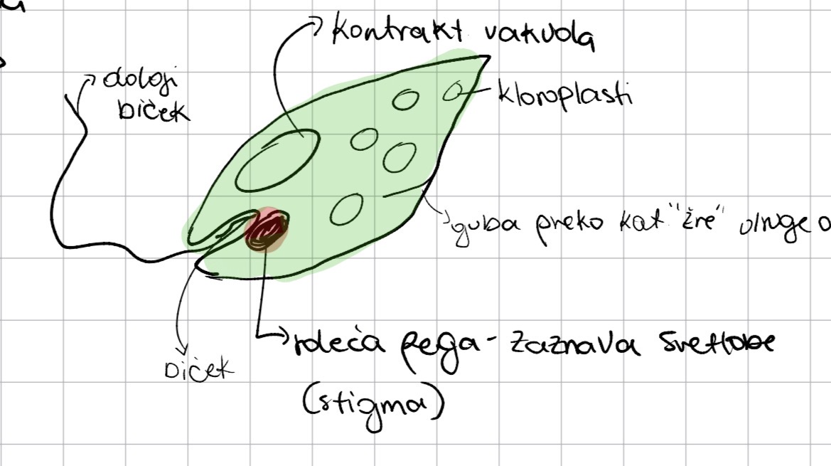 <p>Orginazcijski tip evkariontse alge</p><p>Deblo evglenofiti</p><p>Rod euglena</p>