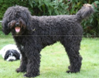 <p>welk type hond is dit</p>