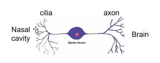 <p>Olfactory Receptor Neurons Structure:</p><ul><li><p>bipolar neurons </p></li><li><p>contain knoblike olfactory vesicle</p><ul><li><p>nonmotile cilia projecting into mucus </p><ul><li><p>contains olfactory receptors for detection of odorant molecules</p></li></ul></li><li><p>axon projecting to olfactory bulb</p></li></ul></li></ul><p> </p><p></p><p></p>