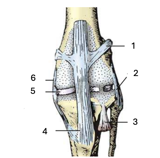 <p>Name the labelled structures</p>
