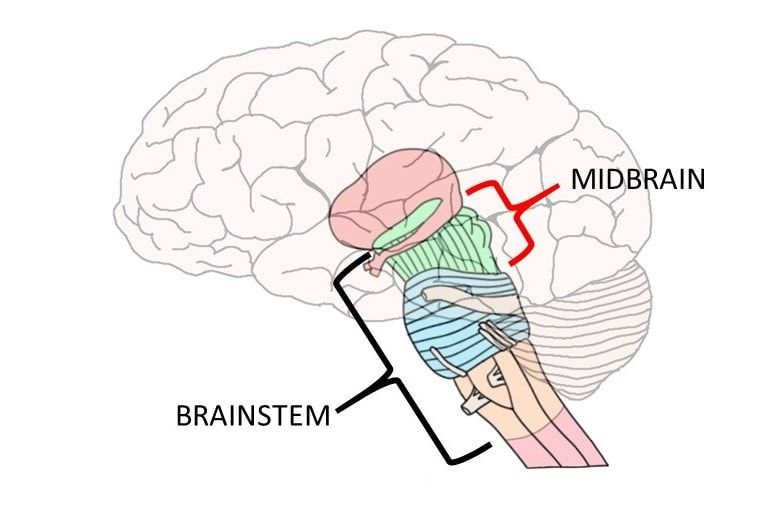 <p>major brain region: midbrain</p>
