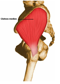 <p>What is the muscle being highlighted? (from a different view) and what is its innervation?</p>