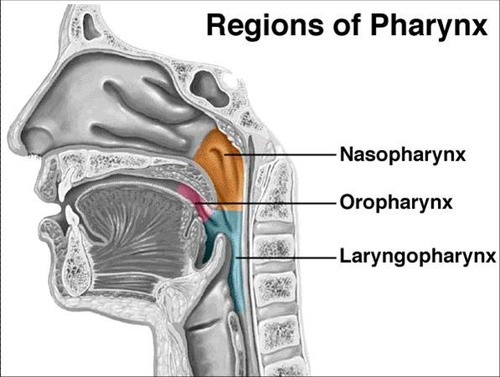 <p><span>1. Nasopharynx</span><br><span>2. Oropharynx</span><br><span>3. Laryngopharynx</span></p>