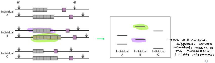 <ul><li><p>The FBI have identified 13 different SSRs → at least everyone should have one (in 2017 they incremented it to 20)</p></li><li><p>They have designed a set of 13 different primers corresponding to the SSRs → depending on the different combination of microsatellites each individual has, different bands will appear in the gel</p></li><li><p>It will allow us to differentiate genomes</p></li></ul><p></p>