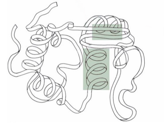 <p>Final 3D structure of polypeptide</p>
