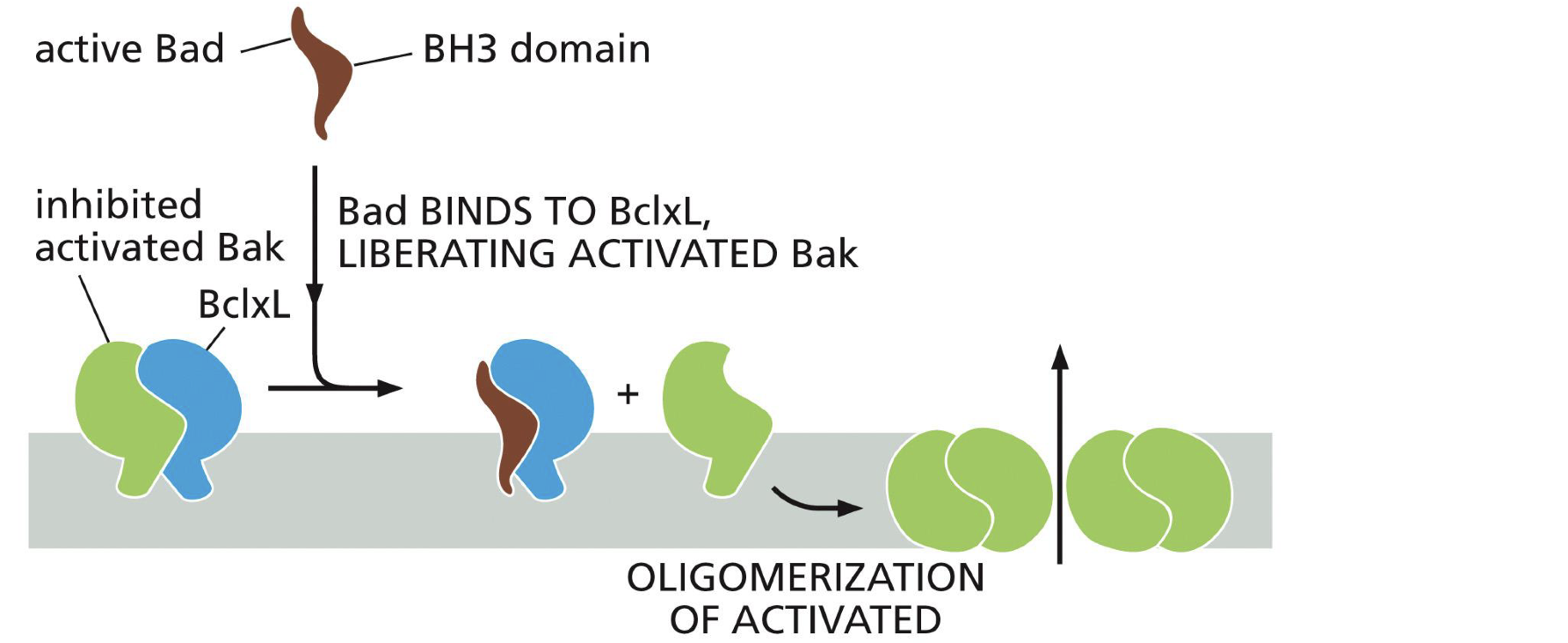 <p>Binds to Bak and BAX so that it can not oligomerise</p><p></p>