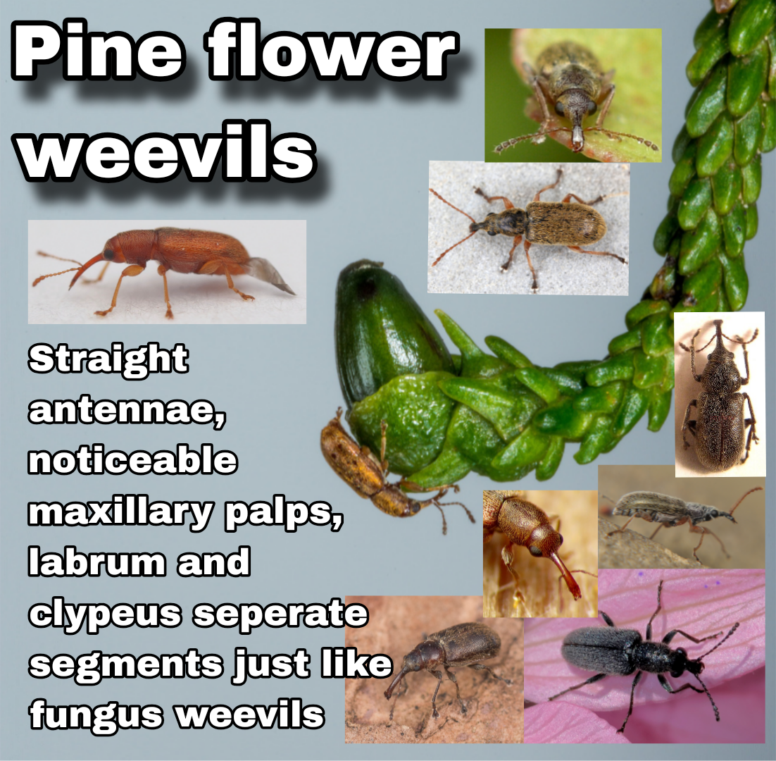 <p>Pine flower weevils</p>