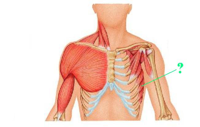 <p>Identify the indicated muscle</p>