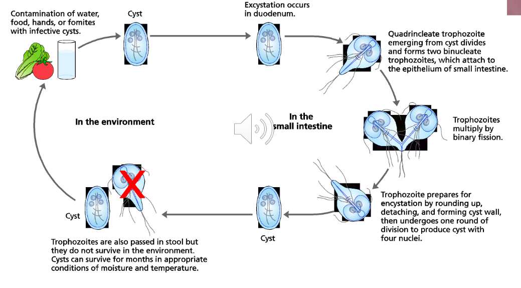 <p>Giardiasis-diarrhea, nausea, greasy stool, and passing cysts in feces. Life threatening if immunocompromised. </p>