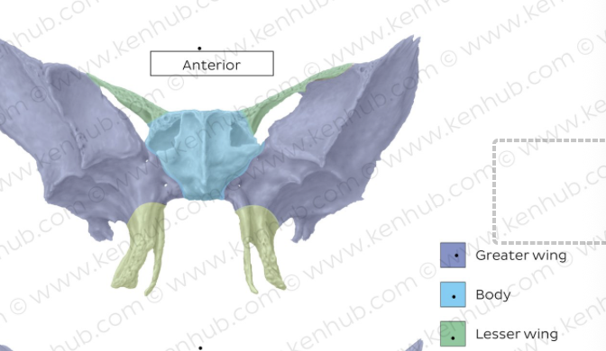 <p>a paired, thin, triangular bony plate that projects laterally from the anterosuperior aspect of the sphenoid body at the base of the skull</p>
