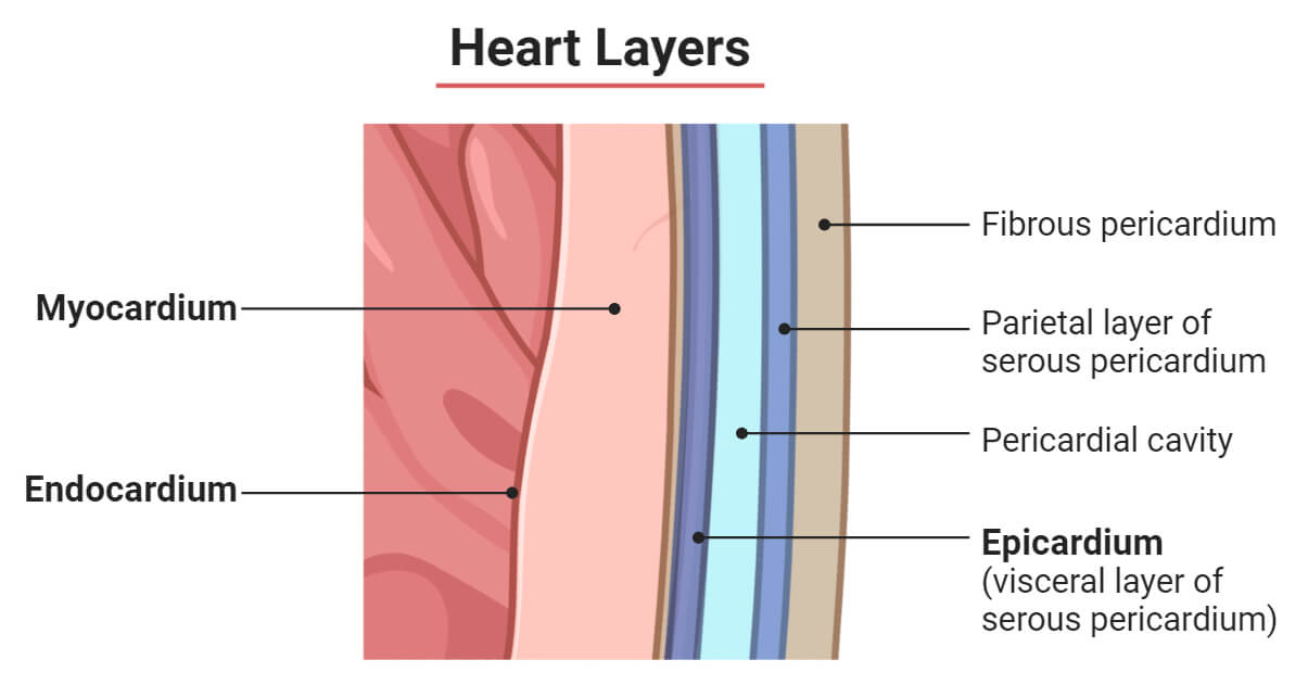 <p>Endocardium: endothelial lining </p><p>Myocardium: cardiac muscle </p><p>Epicardium: visceral pericardium</p>