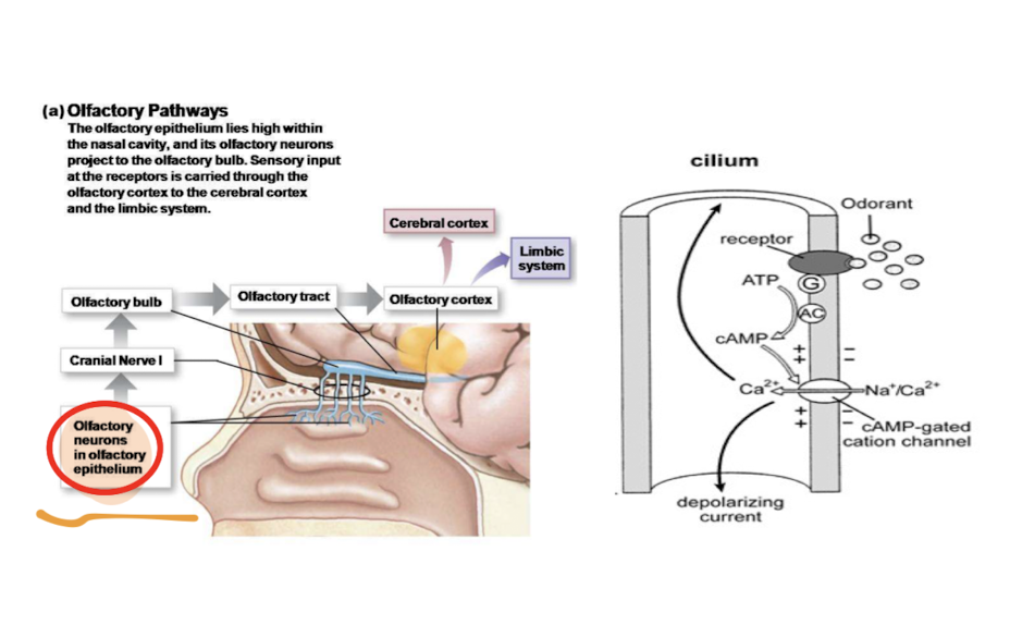 <p><em>classic metabotropic receptor : sensory proteins are embedded in the membrane in the sensory terminal </em></p><ul><li><p><em>olfactory receptors line the mucus layer (so they are embedded in mucus)  </em></p></li></ul><p></p>