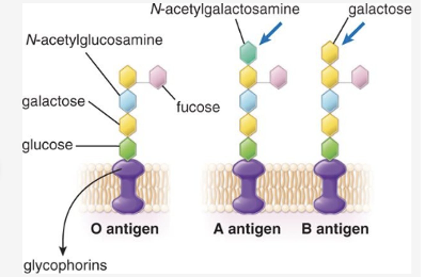 <p>What are examples of integral proteins in the erythrocyte membrane? (3)</p>