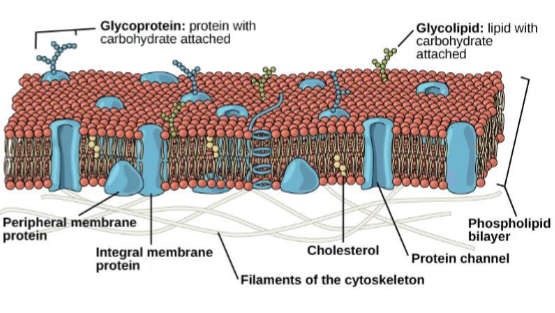 <p>A phospholipid bilayer with embedded proteins. It serves as a barrier between the cell and the environment. It controls the passage of organic molecules, ions, water, oxygen, and cellular waste</p>