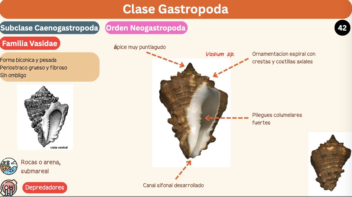 <p><strong>FILO </strong>Mollusca<strong><br>CLASE </strong>Gastropoda<br><strong>SUBCLASE </strong>Caenogastropoda<br><strong>ORDEN </strong>Neogastropoda<br><strong>FAMILIA </strong>Vasidae<br><strong>GÉNERO </strong><em><u>Vasum sp</u></em><strong><br>CARACTERÍSTICAS </strong><br><strong>RÁDULA </strong>Raquiglosa<strong><br>ALIMENTACIÓN </strong>Depredadores<strong><br>HÁBITAT </strong>Rocas o arena, submareal</p>